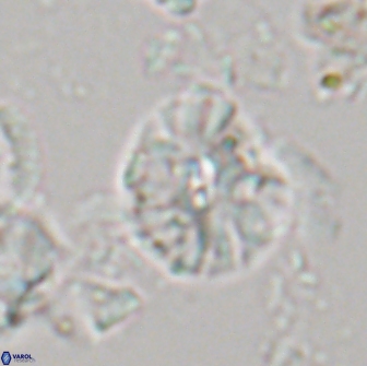 Palaeopontosphaera harrisonii 21698