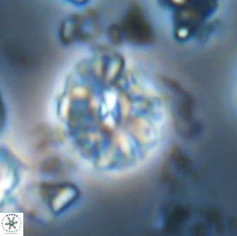 Palaeopontosphaera harrisonii 21700