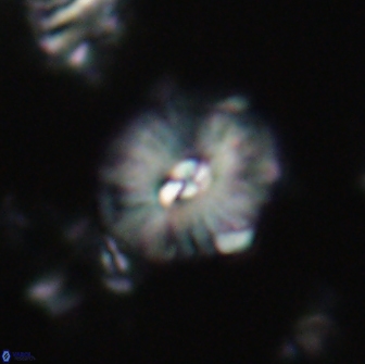Palaeopontosphaera harrisonii 21720