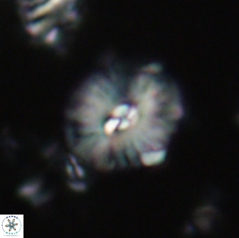 Palaeopontosphaera harrisonii 21720