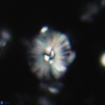 Palaeopontosphaera harrisonii 21722
