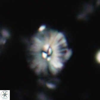 Palaeopontosphaera harrisonii 21722