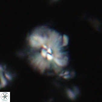 Palaeopontosphaera harrisonii 21724