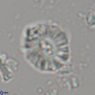 Palaeopontosphaera harrisonii 21725