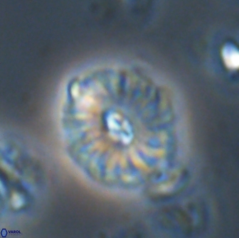 Palaeopontosphaera harrisonii 21726