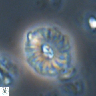Palaeopontosphaera harrisonii 21726
