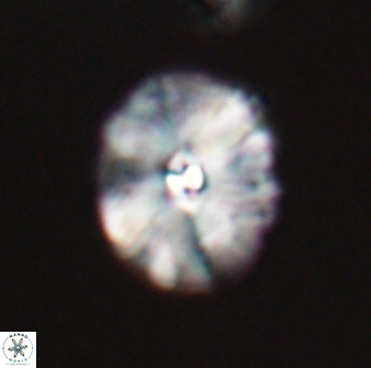 Palaeopontosphaera harrisonii 22898