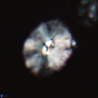 Palaeopontosphaera harrisonii 22900