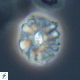Palaeopontosphaera harrisonii 22902