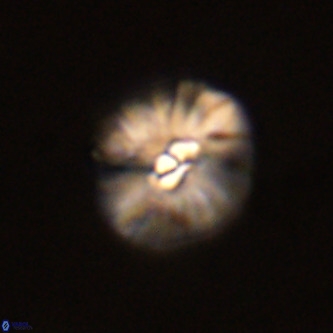 Palaeopontosphaera harrisonii VR 01099