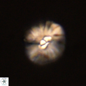 Palaeopontosphaera harrisonii VR 01099