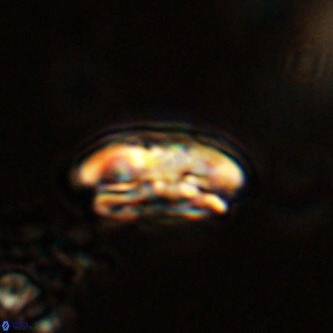 Palaeopontosphaera harrisonii VR 01143