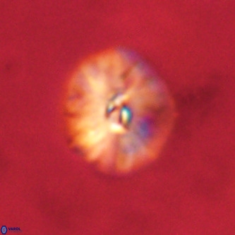 Palaeopontosphaera harrisonii VR 01101