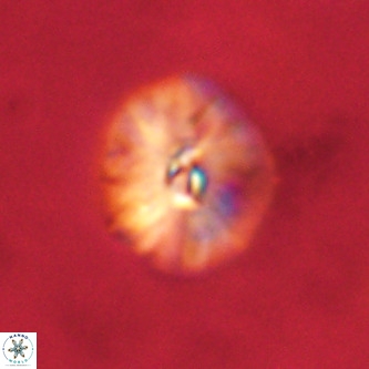 Palaeopontosphaera harrisonii VR 01101