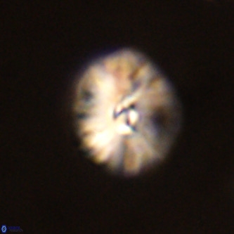 Palaeopontosphaera harrisonii VR 01102