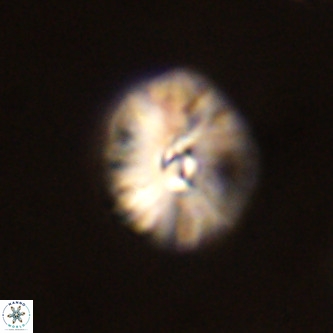 Palaeopontosphaera harrisonii VR 01102