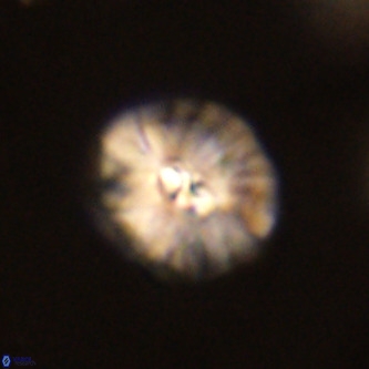Palaeopontosphaera harrisonii VR 01103