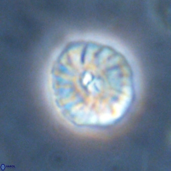 Palaeopontosphaera harrisonii VR 01112
