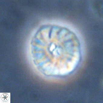 Palaeopontosphaera harrisonii VR 01112