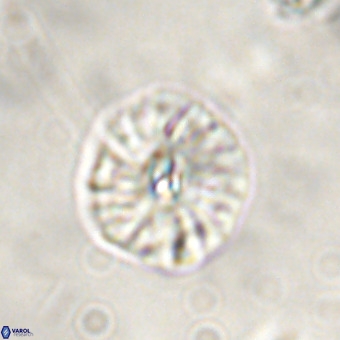 Palaeopontosphaera harrisonii VR 01114