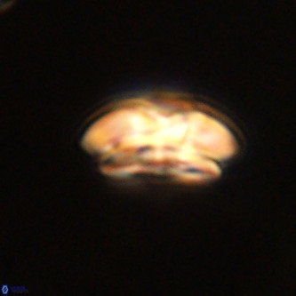 Palaeopontosphaera harrisonii VR 01116
