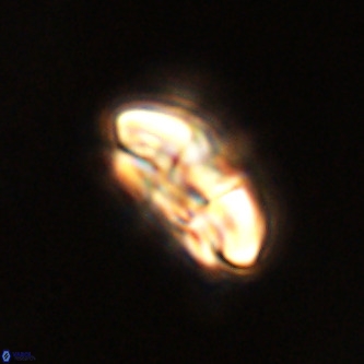 Palaeopontosphaera harrisonii VR 01121
