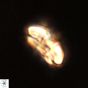 Palaeopontosphaera harrisonii VR 01121