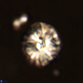 Palaeopontosphaera harrisonii VR 01130
