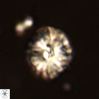 Palaeopontosphaera harrisonii VR 01130