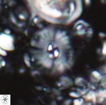Palaeopontosphaera panis 24045