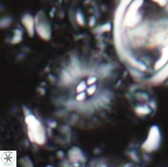 Palaeopontosphaera panis 24046