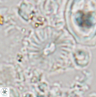 Palaeopontosphaera panis 24048