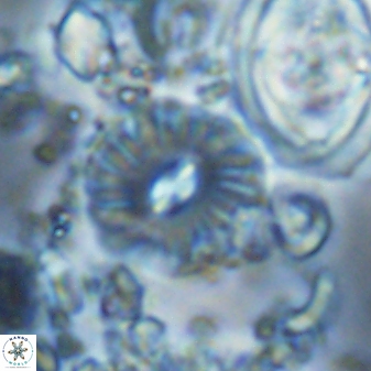 Palaeopontosphaera panis 24049