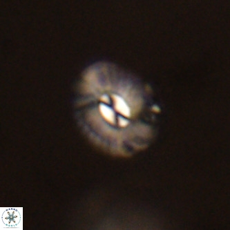 Palaeopontosphaera panis VR 00862