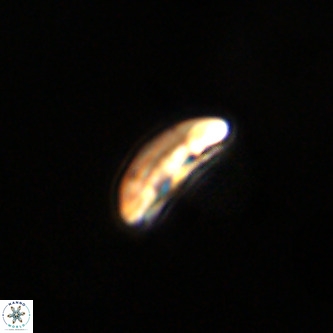 Palaeopontosphaera panis VR 00869