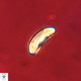 Palaeopontosphaera panis VR 00870