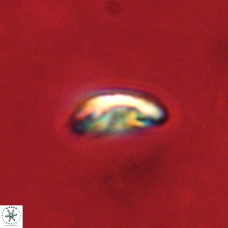 Palaeopontosphaera panis VR 00881