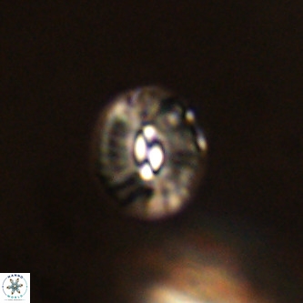 Palaeopontosphaera panis VR 00884