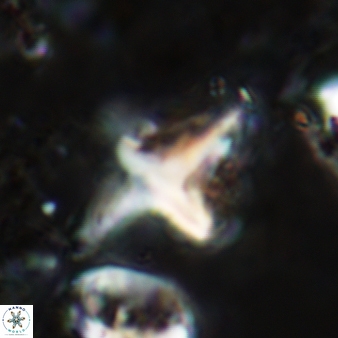 Palaeorhomboaster svabenickae 579