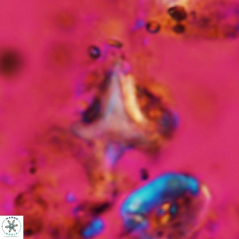 Palaeorhomboaster svabenickae 581
