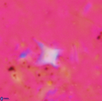 Palaeorhomboaster svabenickae 01696