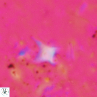Palaeorhomboaster svabenickae 01696