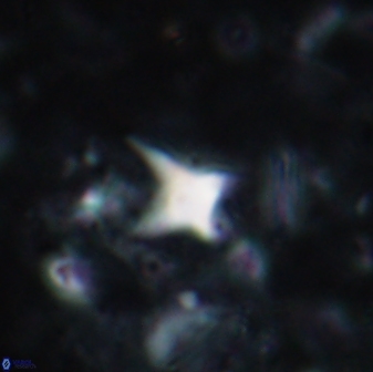 Palaeorhomboaster svabenickae 01697