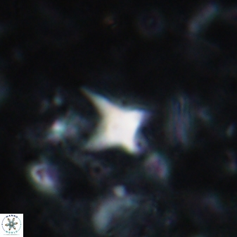 Palaeorhomboaster svabenickae 01697
