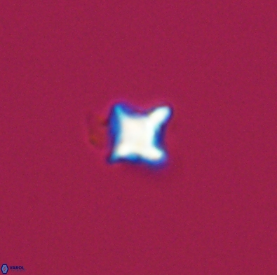 Palaeorhomboaster svabenickae 12559