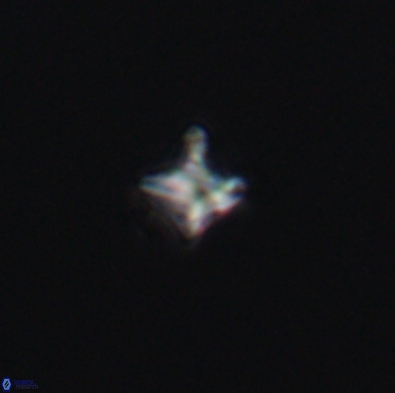 Palaeorhomboaster svabenickae 12560