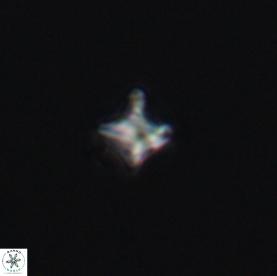 Palaeorhomboaster svabenickae 12560