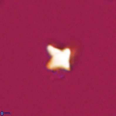 Palaeorhomboaster svabenickae 12562