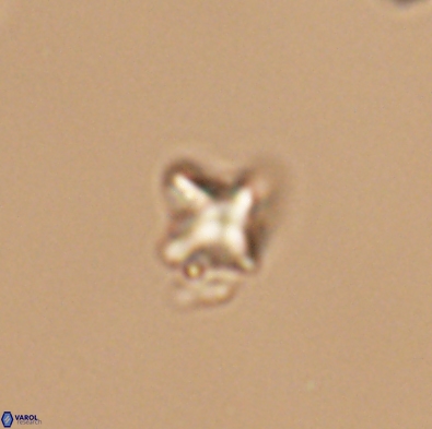 Palaeorhomboaster svabenickae 12564