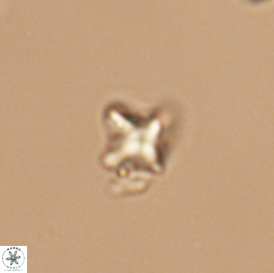 Palaeorhomboaster svabenickae 12564